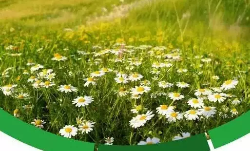 Zdjęcie do Nie koszę w maju